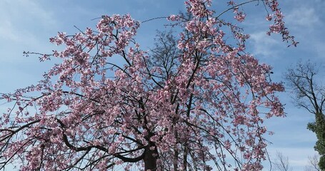 Prunus x subhirtella 'Pendula Rosea', Weeping cherry tree with broad crown and beautiful pendulous bare branches covered of pink flowers and drooping rosy-pink buds 
 - Powered by Adobe