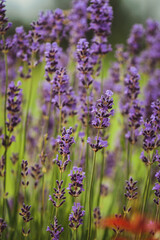Obraz premium Blooming lavenders in the garden