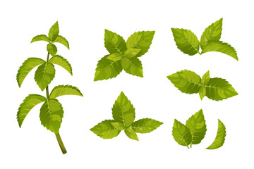 A set of mint leaves.Sprigs of mint, green peppermint leaves.Vector illustration isolated on a white background.