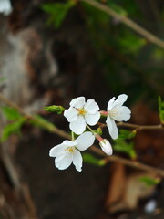 開花した桜の花