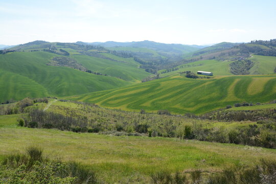 colline sopra a predappio campi di erba tagliati a tornanti con effetti di varie tonalit&agrave; di colore