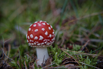 TOADSTOOL - Colors and poisonous mushroom in autumn forest