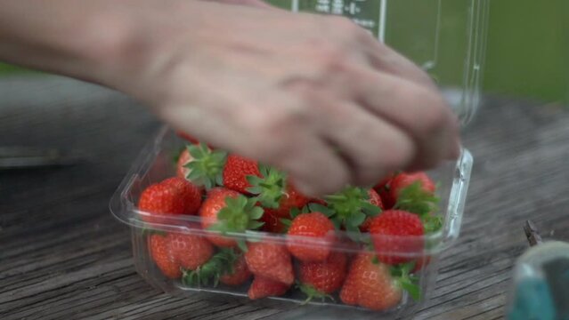 Freshly picked organic red strawberries being arranged and packed inside plastic storage container by hand in preparation for sale at market, filmed as close up