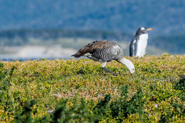 Male of Upland Goose (Chloephaga picta) at Gentoo Penguin colony, Land of Fire (Tierra del Fuego), Argentina