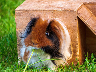 Young guinea pig with long grey hairs eat healthy grass during outdoor summer time