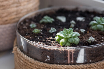 Caring for home plants at home. Homemade flowers. Succulents. Growing plants.