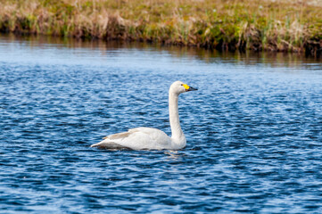 Bewick's Swan (Cygnus bewickii) in Barents Sea coastal area