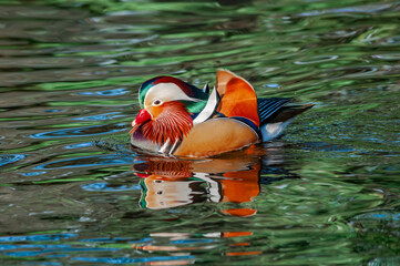 Feral Mandarin Duck (Aix galericulata) drake in pond in Los Angeles County arboretum, Los Angeles, California, USA
