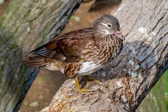 Feral Mandarin Duck (Aix galericulata) female in pond in Los Angeles County arboretum, Los Angeles, California, USA