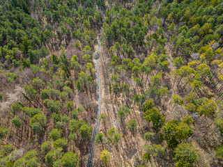 Top down drone photo over sustainable forest and road.