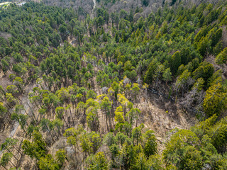 Fototapeta na wymiar Top down drone photo over sustainable forest and road.