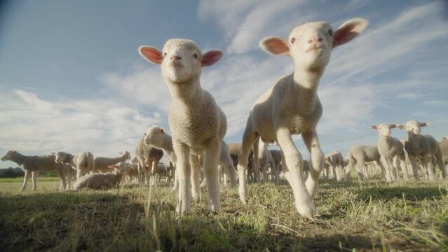 agneaux en grand angleau  ralenti