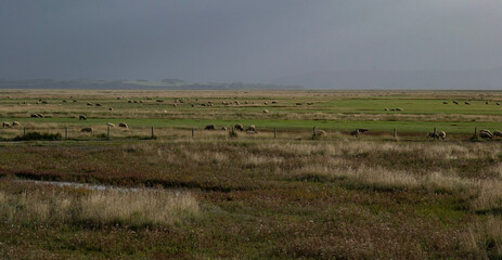 Salt meadow sheep in the field