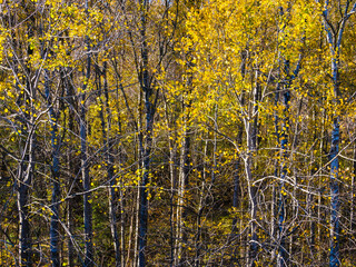 Fototapeta premium Autumnal Splendor in Swedish Woodland.