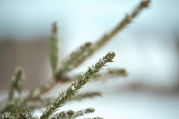 Winter background, close up of frosted pine branch on a snowing day with copy space