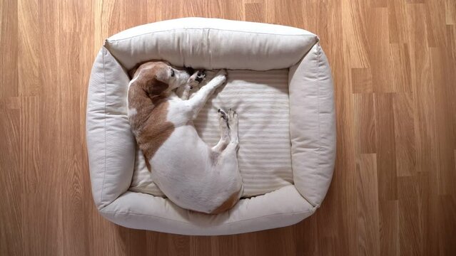 Cute sleeping dog top view from above small dog relaxing on comfortable pet bed at day time. parquet floor. Sleepy napping siesta pet time lies on left side. video footage
