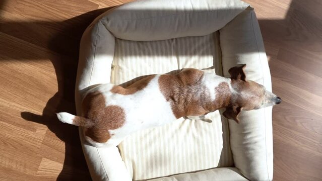 dog lies across the white bed on stomach. view from above. wags tail affably, expresses love and joy. spots on back in form of symmetrical clover. bright sunlight, contrasting shadows. video footage