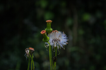 Dandelion seed head in the forest, flower