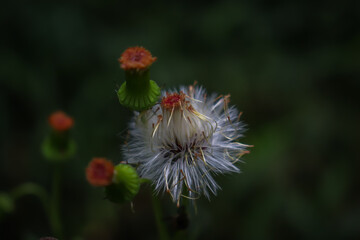 Dandelion seed head in the forest, flower