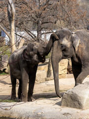 Fototapeta na wymiar A female Asian Elephant, Elephas maximus with a full-grown cub, is still in close contact.