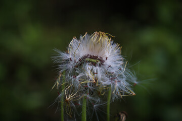 Dandelion seed head in the forest, flower
