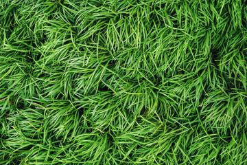 Natural background with grass texture