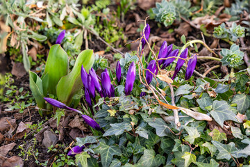 Idyllic purple crocuses in spring in a flower bed with green plants