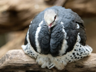 Wonga pigeon, Leucosarcia melanoleuca, sitting on a branch and resting