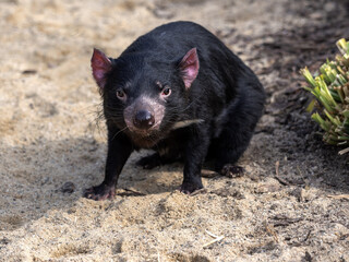 An Tasmanian devil, Sarcophilus harrisii, looks around for food