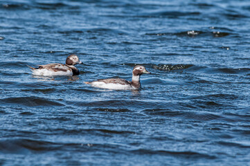 Long-tailed Ducks (Clangula hyemalis) in Barents Sea coastal area, Russia