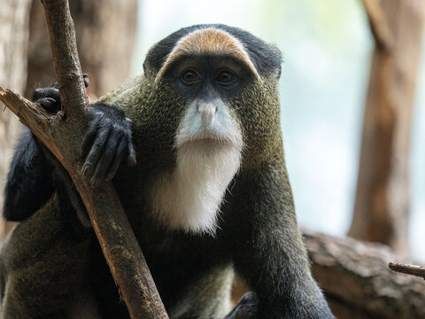De Brazza's Monkey Cercopithecus neglectus, sitting on a branch and observing the surroundings
