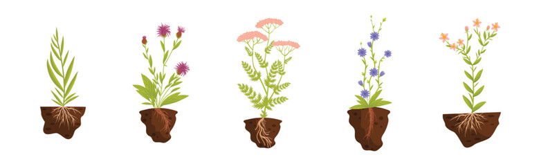 Plant Growing with Roots in Soil Vector Set