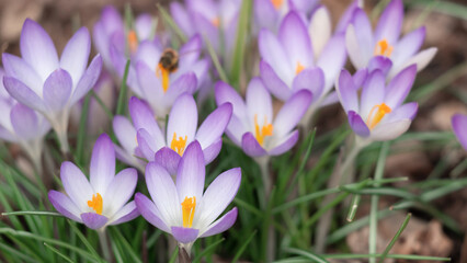 Spring flowers. Crocuses flowering on a crocus meadow in spring,