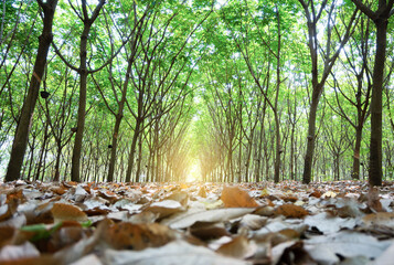 Rubber tree in a villager's farm in Thailand