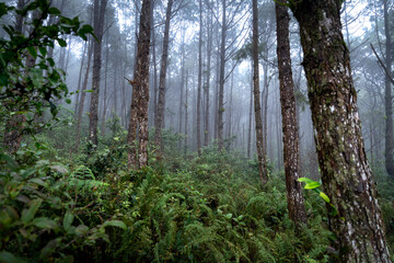 The pine forest in the mist in the early morning