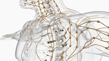 Human lymph nodes anatomy for medical concept 3D rendering