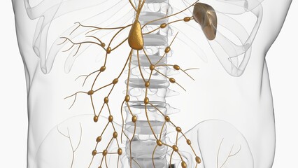 Human lymph nodes anatomy for medical concept 3D rendering