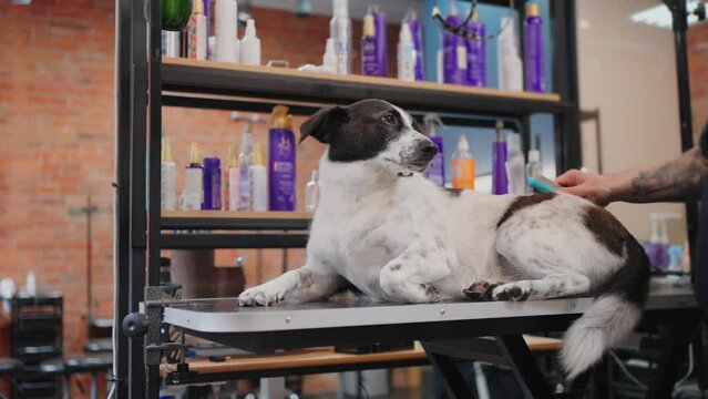 calm mongrel dog in grooming salon, groomer is combing hair of pet lying on table, trimming hair
