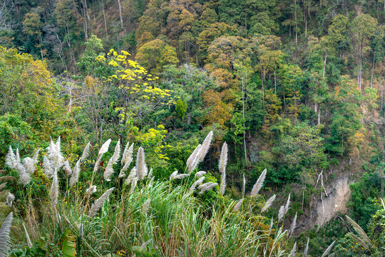 Tropical forest in autumn on Mang Den pass in Dak Rve commune, Kon Ray district, Kon Tum province, Vietnam