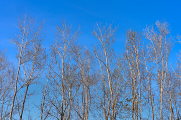 Rows of dry trees on the deep blue sky