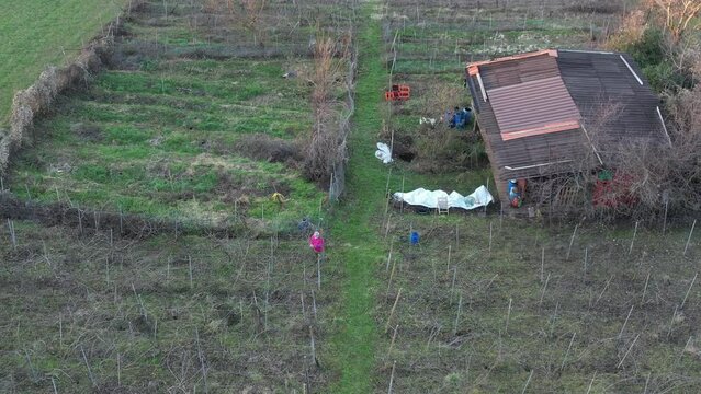 caucasian old farmer pruning grapes by hand in the wine farm in the valley during cold season