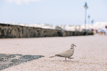 russian tortoise strolling on the promenade