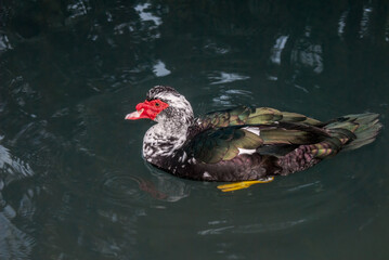 Muscovy Duck (Cairina moschata) in park, Abkhazia