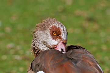 Feral Egyptian Goose (Alopochen aegyptiacus) in park, Keil, Schleswig-Holstein, Germany