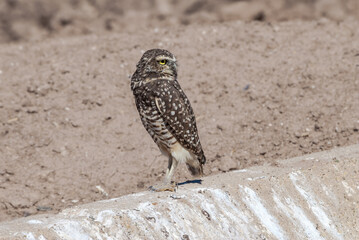 Burrowing Owl (Athene cunicularia) in Salton Sea area, Imperial Valley, California, USA