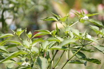 Fototapeta na wymiar close up of a plant