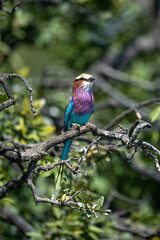 Lilac-breasted roller on tangled branches in sunshine