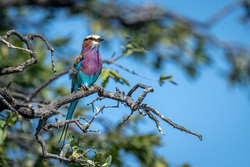 Lilac-breasted roller on tangled branches with catchlight