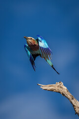 Lilac-breasted roller takes off from dead tree