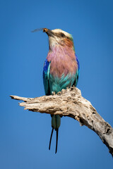 Lilac-breasted roller on dead branch holding insect